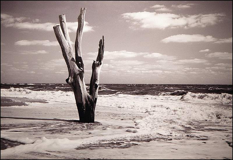 Dead Tree - Benacre Broad - Matt Clarke.jpg